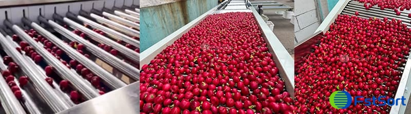 images/1704872201664cherry radish sorting line.jpg